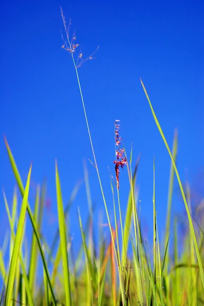 Flower Natal Redtop Ruby Grass Wind Blue Sky — Stock Photo, Image