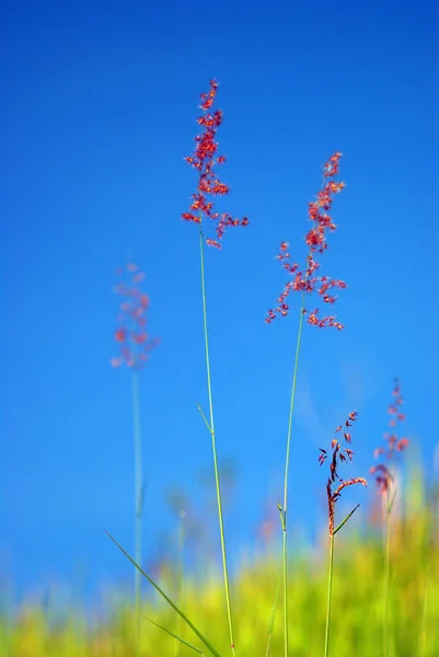 Bunga Natal Redtop Rumput Ruby Dalam Angin Dan Langit Biru — Stok Foto
