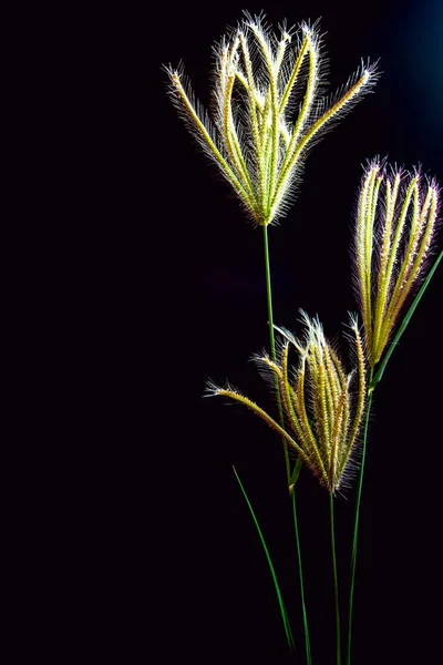 Цветок Лебединой Травы Черном Фоне — стоковое фото