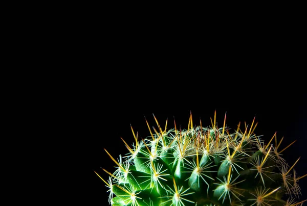 Élénk Zöld Mammilyaria Kaktusz Elszigetelt Fekete Háttér — Stock Fotó