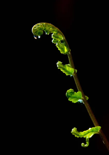 Świeżość Zielony Liść Fern Czarnym Tle — Zdjęcie stockowe