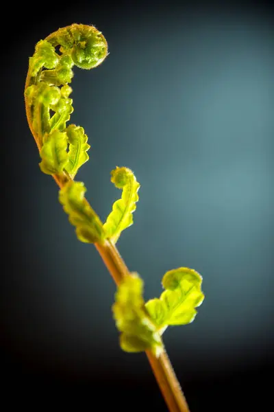 Frescura Folha Verde Samambaia Sobre Fundo Preto — Fotografia de Stock