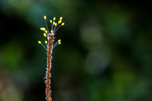 Sporophyte Fungus End Dried Weed — Stock Photo, Image