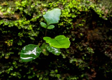 Taze yeşil yosun ve eğreltiotu yapraklarının yakın plan çekimi. Yerde su damlaları yetişiyor.
