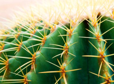 Altın fıçı kaktüsünün dokusuna yakın, Echinocactus grusonii
