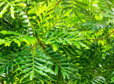 Doğal arka plan olarak süs bitkisinin yapraklarındaki yüzey dokusu