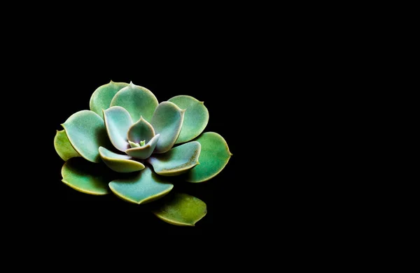 Земляной Горшок Листья Свежести Echeveria Perle Von Nurnberg Высоком Контрастном — стоковое фото