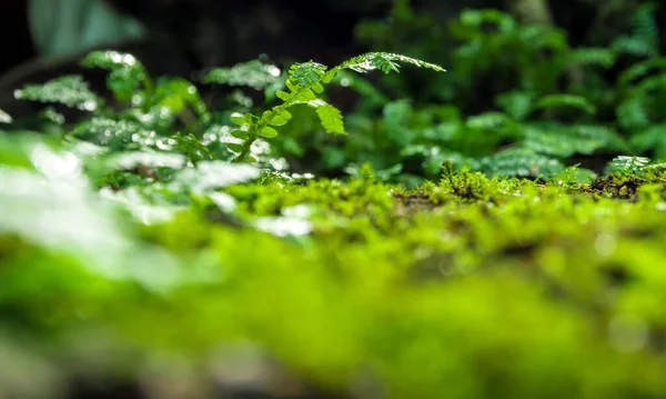 在地板上长有水滴的新鲜绿色苔藓和蕨叶的特写 — 图库照片