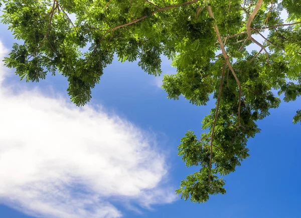 Blick Hinauf Weißen Flauschigen Wolken Strahlend Blauen Himmel Unter Dem — Stockfoto