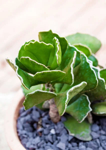 Çömlekte Kırışık Yaprak Bitkisi (Adromischus kristali)