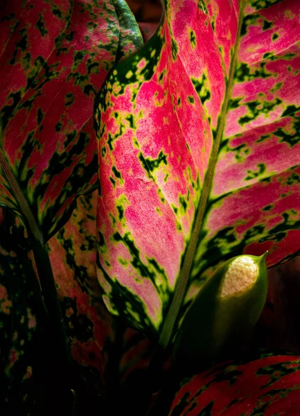 近距离特写 阿格劳内玛美丽热带观赏植物的叶子表面鲜红绿相间 — 图库照片