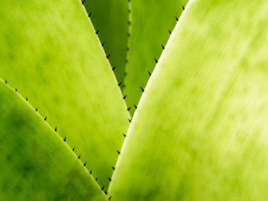 Bromeliad yapraklarının kenarındaki dikenleri ve dokuyu detaylandır