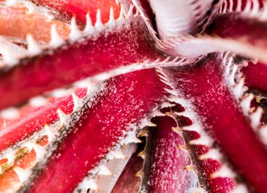 Bromeliad yapraklarının kenarındaki dikenleri ve dokuyu detaylandır