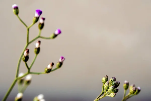 Μικρό Ironweed Λουλούδι Στο Φως Πρωινού — Φωτογραφία Αρχείου