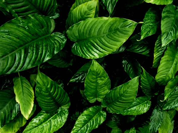 Tam Kare Tazeliğin Üst Görünümü Tropikal Yaprakların Yüzey Dokusu Koyu — Stok fotoğraf