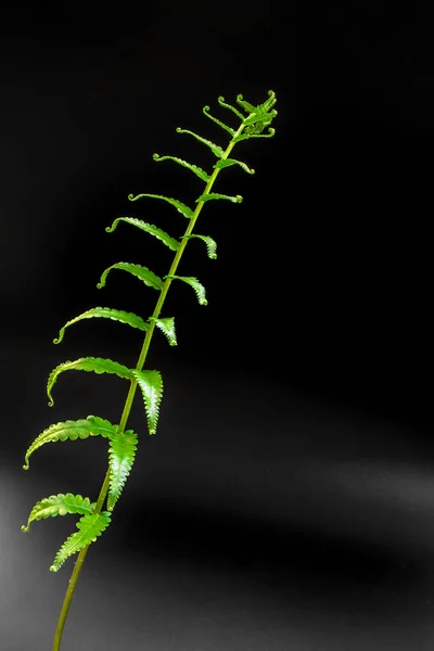 Freshness Green Leaf Fern Black Background — Stock Photo, Image