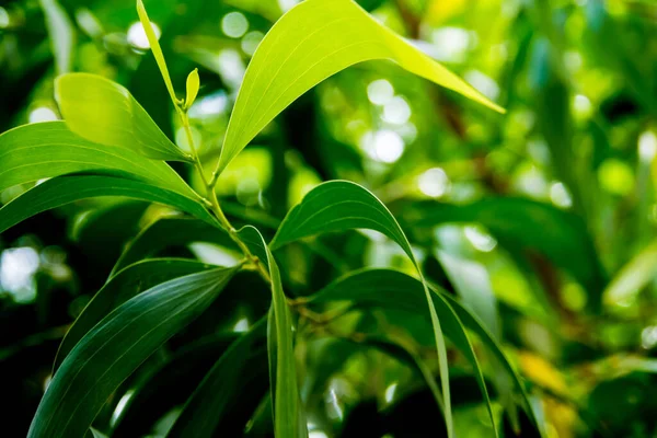 Textura Superficial Folhas Plantas Ornamentais Como Fundo Natureza — Fotografia de Stock