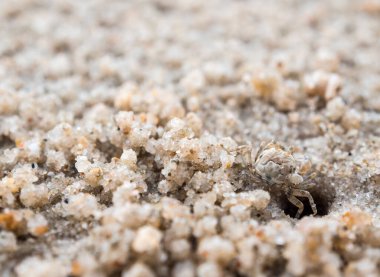 Kumsaldaki deliklerine yakın, kumda yiyen küçük bir yengeç.