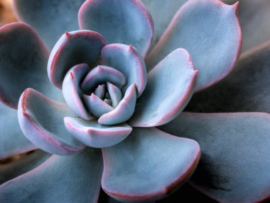 Echeveria Tavuskuşu Subsessilis 'in gümüş mavisi yapraklarında sulu bitkiler.