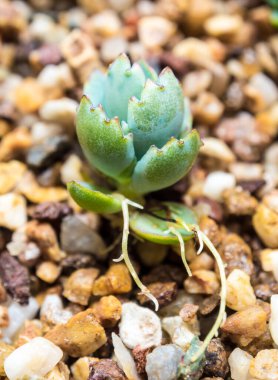Kalanchoe 'nin fidanı çakıl topraklarında büyüyor.