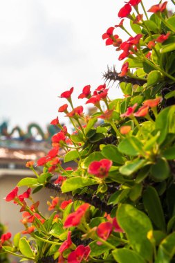 Dikenli Taç, Çin dini mekanlarında bulunan kutsal bir bitkidir.