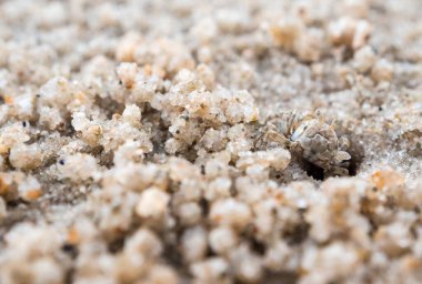 Kumsaldaki deliklerine yakın, kumda yiyen küçük bir yengeç.