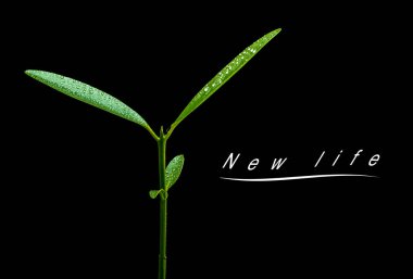 Genç bitki yaprakları siyah arka planda tohumlanıyor