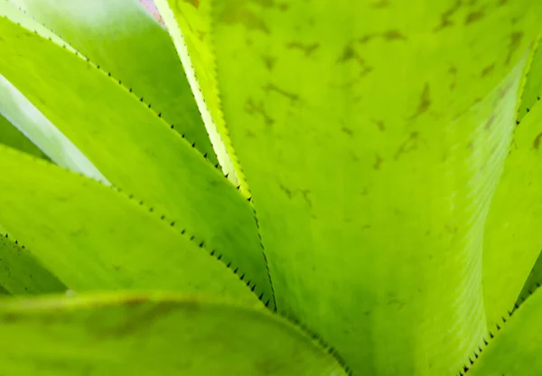 Detailní Textura Trny Okraji Listů Bromeliad — Stock fotografie