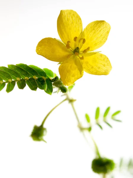 Κίτρινο Λουλούδι Του Μικρού Αγριόχορτου Απομονωμένο Λουλούδι Λευκό Φόντο — Φωτογραφία Αρχείου