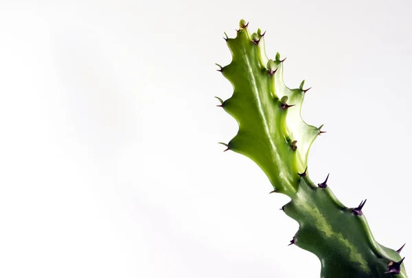 Versheid Groene Knop Van Euphorbia Lactea Geïsoleerde Sappige Plant Witte — Stockfoto