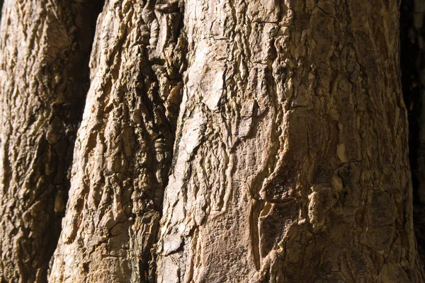 Κοντινό Στην Επιφάνεια Υφή Δέντρου — Φωτογραφία Αρχείου