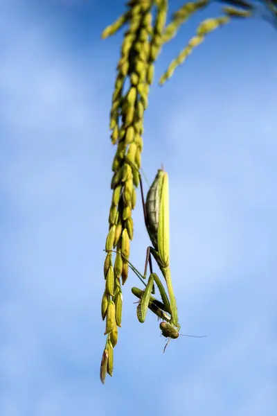 Mantis Cuelga Oreja Paddy — Foto de Stock