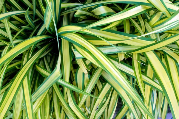 Folhas Plantas Como Fundo Textura — Fotografia de Stock