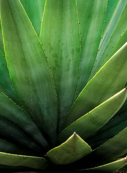 Agave Planta Suculenta Cerca Cera Blanca Hojas Frescura Con Espina —  Fotos de Stock