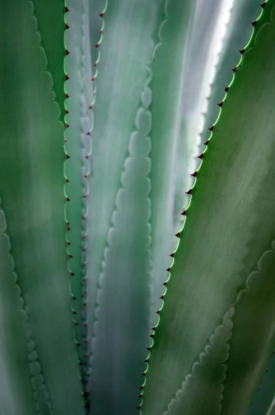Ανάγλυφη Υφή Φρεσκάδας Φυτών Επιφάνεια Φύλλων Αγκάθι Agave Americana — Φωτογραφία Αρχείου