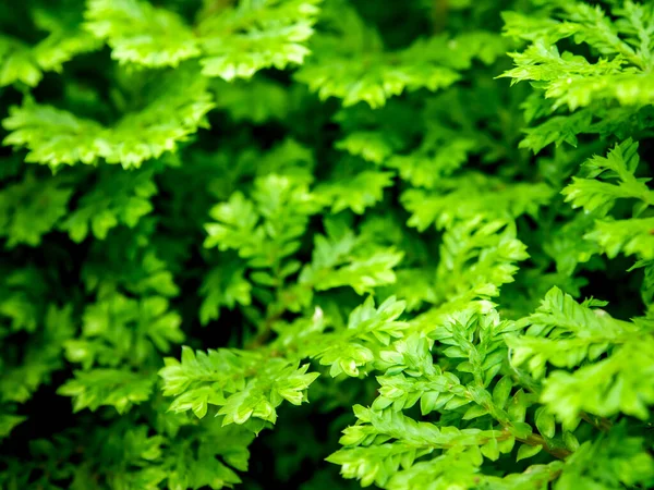 Frisches Grünes Blatt Von Selaginella Involvens Farn — Stockfoto