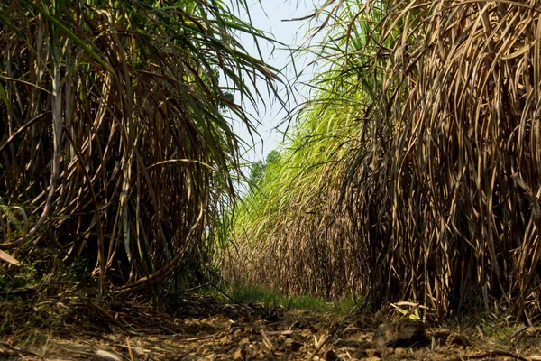 Las Hojas Secas Caña Caña Cubierta Inundaron Cabeza Durante Camino — Foto de Stock