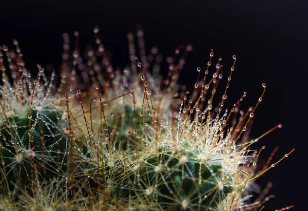 Tömb Thorn Horog Mammillaria Kaktusz Faj Fekete Háttér — Stock Fotó