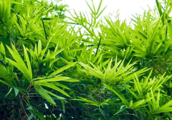 Bambu Yapraklarının Yeşil Arkaplanın Canlı Yeşil Rengi — Stok fotoğraf