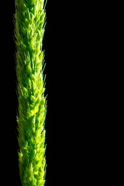 Detail Freshness New Bouquet Bamyard Grass Black Backgroud — Stock Photo, Image