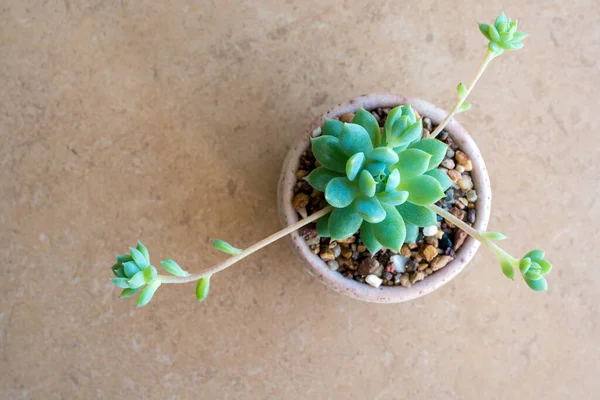Suckulent Växt Närbild Friskhet Blad Graptopetalum Macdougallii Keramik Potten — Stockfoto
