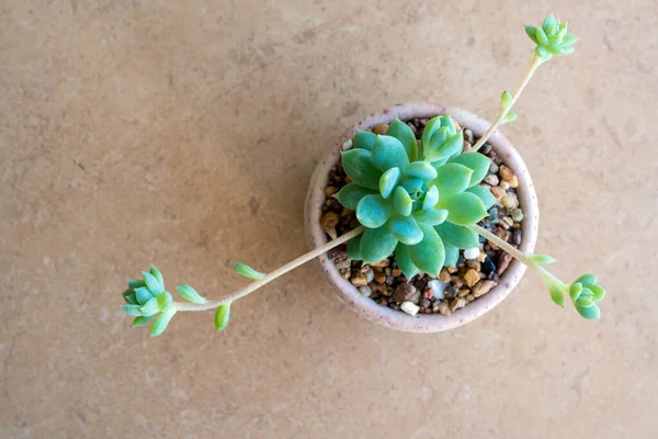 Planta Suculenta Close Folhas Frescura Graptopetalum Macdougallii Pote Cerâmica — Fotografia de Stock