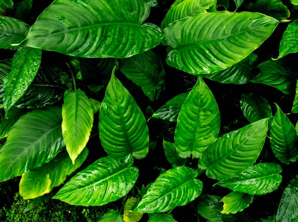 Widok Góry Pełna Świeżość Ramki Tropikalnych Liści Powierzchni Tekstury Ciemnym — Zdjęcie stockowe