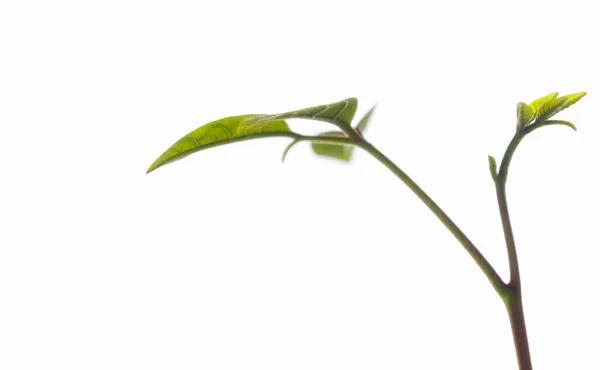 新鮮な新しい生活 白い背景に若い植物の種の葉 — ストック写真