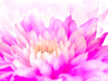 Beyaz arka planda pembe kasımpatı çiçeği, sığ alan derinliği