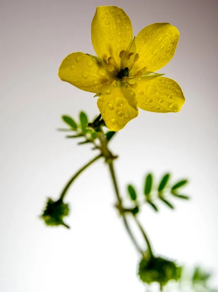 Bunga Kuning Dari Rumput Kecil Caltrops — Stok Foto