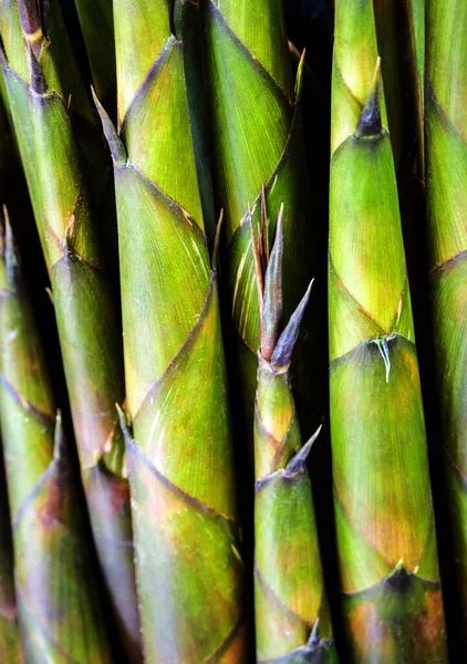 Tekstur Kesegaran Bambu Menembak Latar Belakang Sayuran — Stok Foto