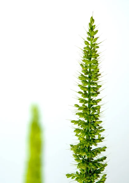 Detail Freshness New Bouquet Bamyard Grass White Backgroud — Stock Photo, Image