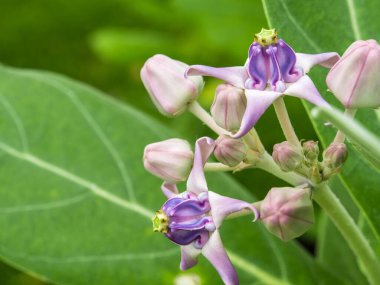Paniğe kapılmış taç çiçeğinin açık mor rengi