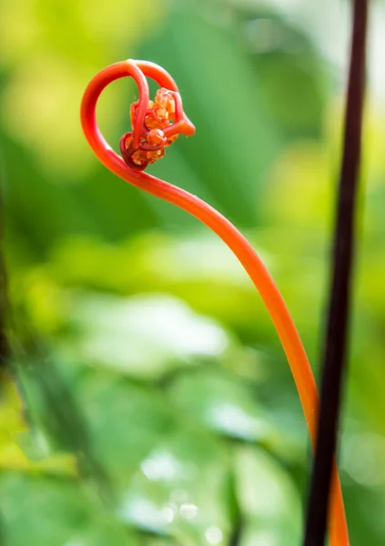 Stems Leaves Bright Red Color Fern — Stock Photo, Image